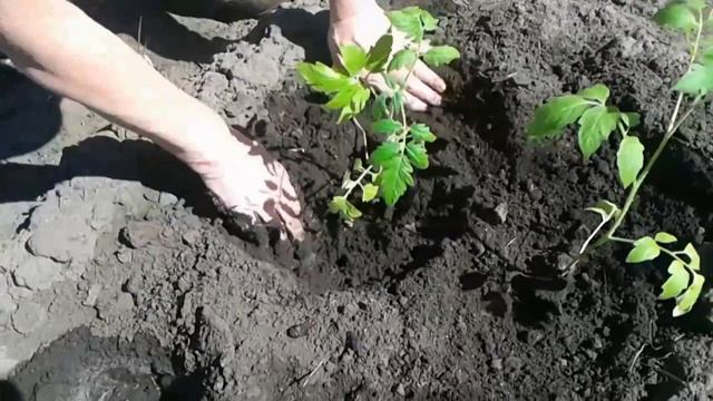 Посадка рассады помидор. Проверенный метод смотреть онлайн