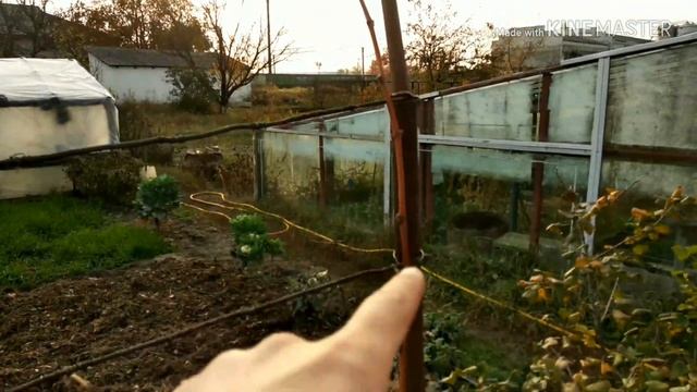 Виноград обрізав і підготував до укриття на зиму землею
