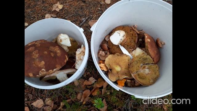 Анастасия Пчелина - Грибы 7 - Результаты походов в лес за грибами смотреть онлайн