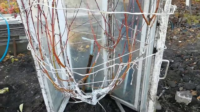 УКРЫВАЕМ ПЕРСИК НА ЗИМУ/ МИНИ ТЕПЛИЦА смотреть онлайн