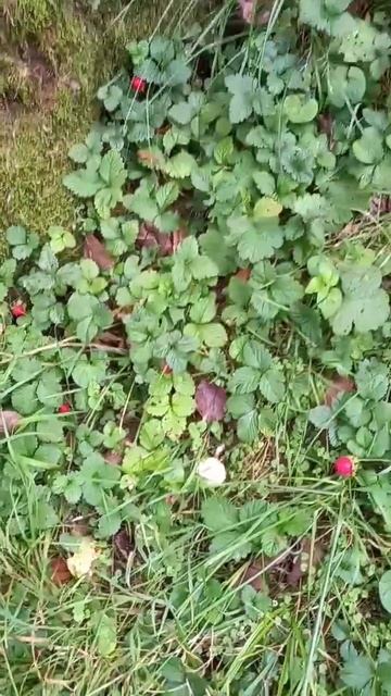 ❗ПРОДОЛЖАЮ ИССЛЕДОВАТЬ ТЕРРИТОРИЮ САНАТОРИЯ😉 смотреть онлайн