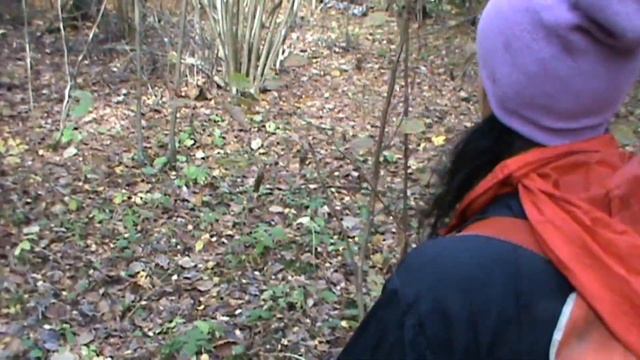 В лес за грибочкам / To the forest for mushrooms смотреть онлайн