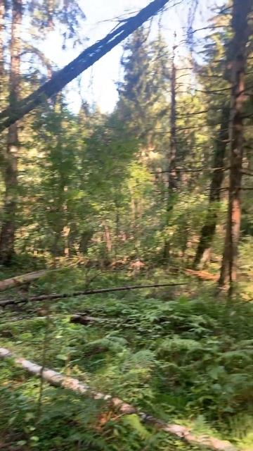 Лес прогулка и грибы🔥 смотреть онлайн