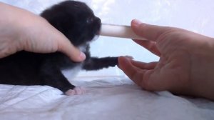Как кормить новорождённых котят без мамы-кошки.