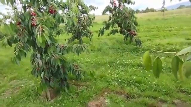 В черешневом саду/Обстановка на переходе Нарва -Ивангород/Куда поехать к морю?