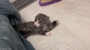 Кот и игрушка. Котёнок в новом доме #kitten #cat  #кот