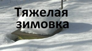 Гибель пчел в начале зимовки, возможные причины