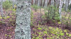 За грибами с приключениями