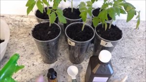 Огородничество. Выпуск #6 -ПЕРЕКИСЬ ВОДОРОДА и ЙОД- Супер Средство для Рассады Подкармливаем рассаду