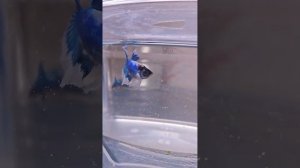 Петушки самцы и самки.