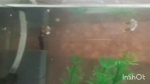 Гуппи мальки 2 месяца