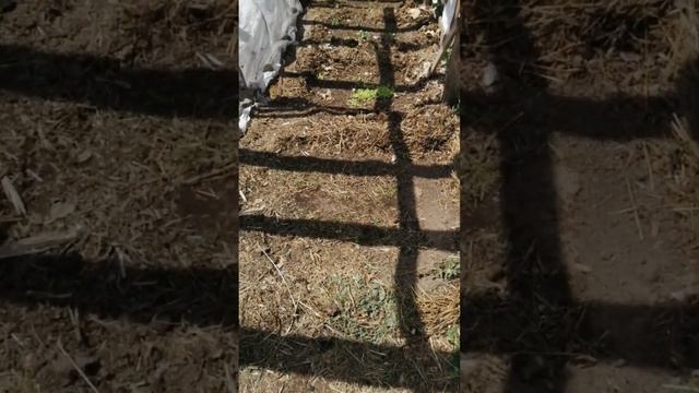 огород посажен.