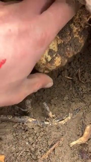 Huge white alba truffle for Christmas :