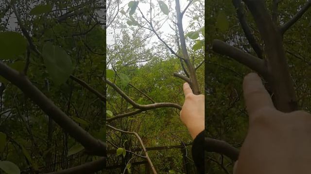 Обрезка Груши|Вырезаем Конкурента смотреть онлайн