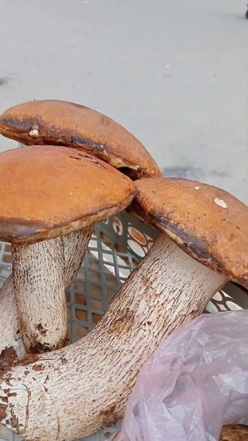 Aspen mushrooms🤠 Огромные красивые вкусные самарские подосиновики!Samara region. смотреть онлайн
