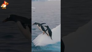 Пингвины успокоят нервы 🐧🐧🐧