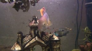 Акара бирюзовая, третья попытка развести, икра на замке в общем аквариуме!