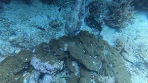 Дайвинг на Пхукете. 01.05.2024. Посетил три локации : Корабль King Cruiser, Shark Point, Koh Doc Ma