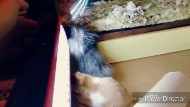 РЕАКЦИЯ ЩЕНКА ГУЧИКА НА ХОМЯКОВ. ХОМЯКИ ГУЛЯЮТ ПО КОМНАТЕ.
