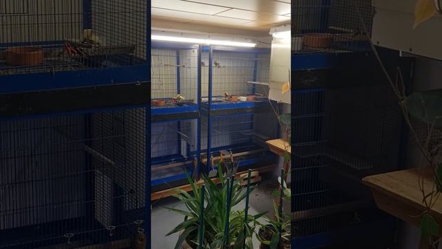 мой птичник- подвал.                 8. August 2021 смотреть онлайн