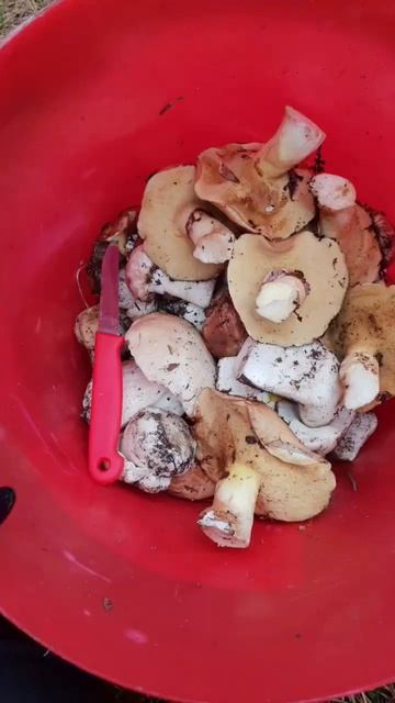 Собираем грибы в Херсоне. Тихая охота смотреть онлайн