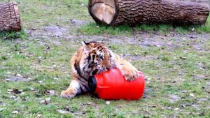 🐯 Друзья, давно мы не писали о нашем любимом тигрёнке