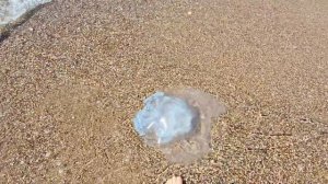 Огромные Ядовитые Медузы Заполонили Анталию! Огромные Медузы. Анталия.Турция.Средиземное Море.