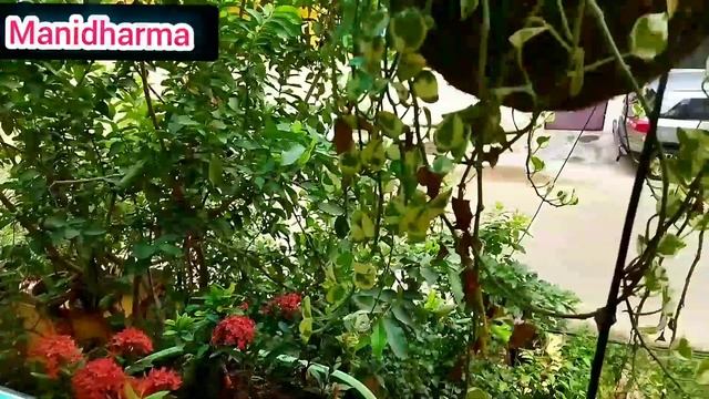 எந்த மாதிரி வீட்டையும் Hanging pots வெச்சு அழகா மாத்திடலாம் #Hangingpots #terracegarden #Manidharma