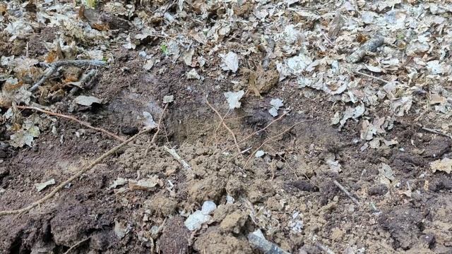 How to find mycorrhizal fungi смотреть онлайн