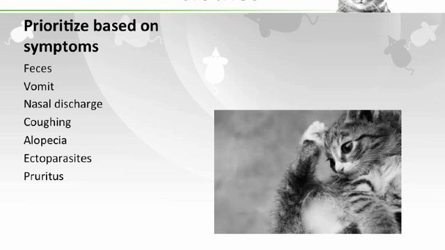 Infectious Disease Control in a High Quality, High Volume Spay Neuter Setting - conference recordin смотреть онлайн