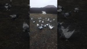 таджикские голуби.