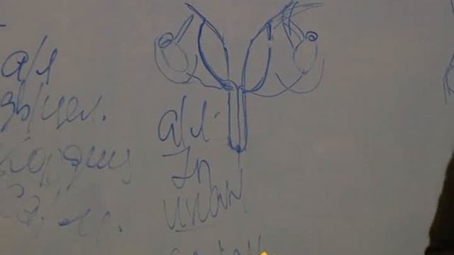 Фарида Бикбаева Лекции по продукции Тяньши Мочеполовая система смотреть онлайн