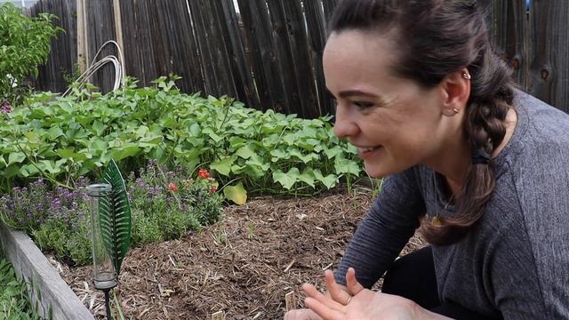 Grow Your Best Fall Garden - Direct Sow, Transplants, Garlic, Interplanting & Succession Sowing смотреть онлайн