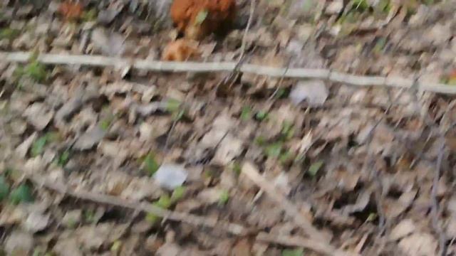 наткнулся на сморчки смотреть онлайн