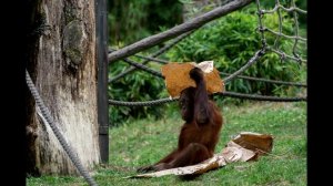 Звук с криком орангутана