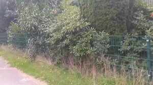 Деревенька под утёсом      Кукуруза под силос