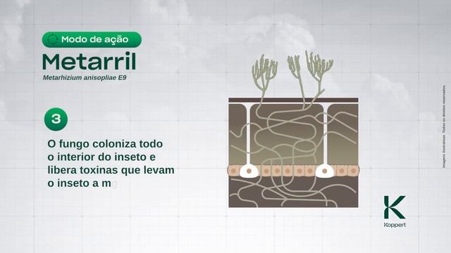 Modo de Ação Metarril (Metarhizium anisopliae) смотреть онлайн