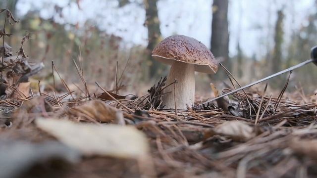 Feed Your Soul with Russian Poetry - Boris Pasternak By Mushrooms, Борис Пастернак - По Грибы смотреть онлайн