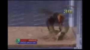 Версус! Шершень против скорпиона, тарантула и жука