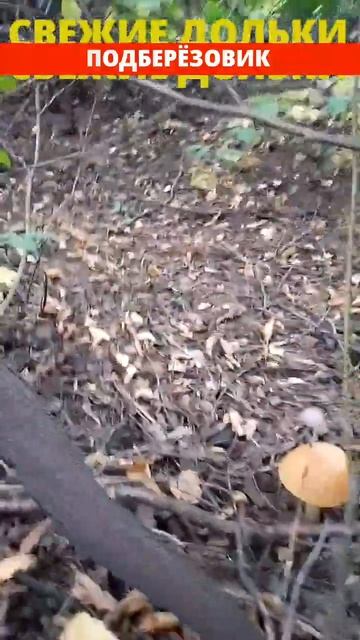 ПОДБЕРËЗОВИК смотреть онлайн