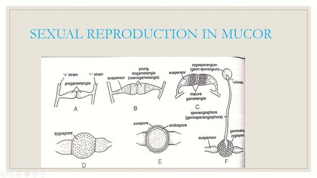 BSC Part 1 paper 2 Structure and Life cycle of Mucor and Penicillium