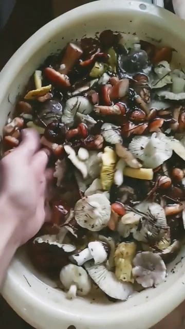 насобирал грибов в -1#грибы#осенниегрибы #осень #лес смотреть онлайн