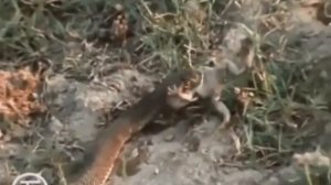 Бабаш В. змеелов Копет-даг Кара-кала Туркмения Туркменская ССР Туркменистан Turkmenistan