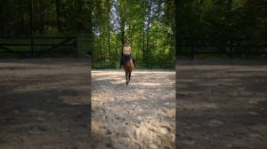 How we trained Cooper to be chill with the drone 🕹️ #itdidnthappenovernight