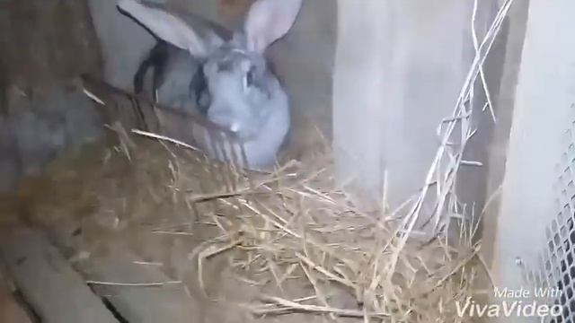Мои кролики!