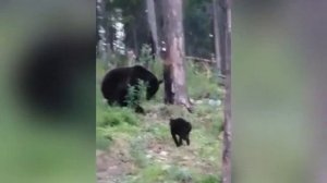 ВАСЯ УСПОКОЙСЯ !!! КОТ ПРОГНАЛ МЕДВЕДЯ