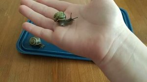 Про улиток. Сома  ноловила