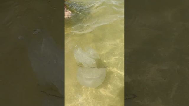 Медузы, Голубицкая, Азовское море😱.