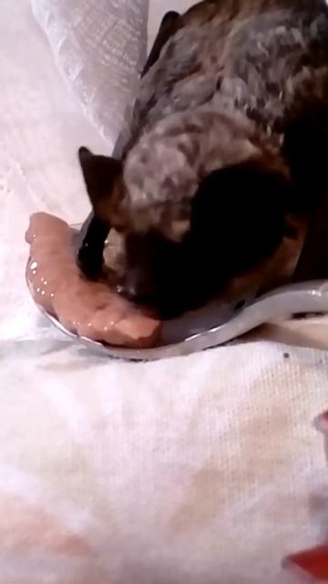 Мой карликовый нетопырь Мимимиша.
