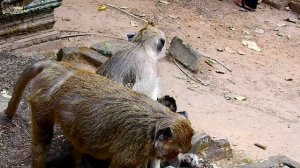 I feel Very Angry with Sasha mom Wicked monkey do bad on baby/Wild Monkey